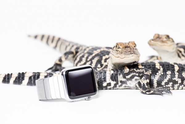 城里人真會(huì)玩，用鱷魚(yú)、穿山甲來(lái)評(píng)測(cè)Apple Watch 